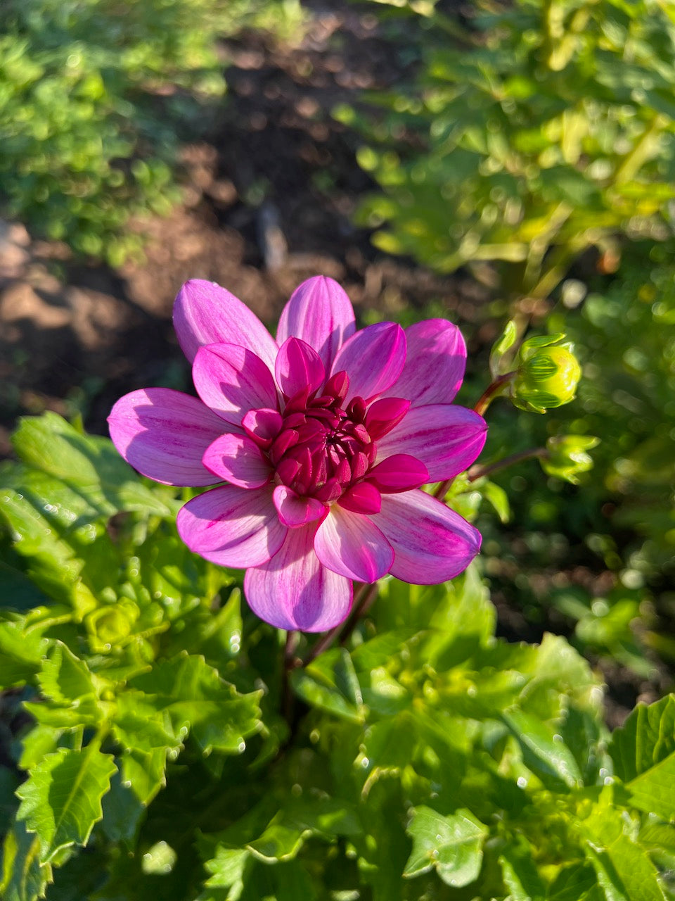 Sandia Shomei L Dahlia Tuber – Waterlily (WL), Light Pink/Lavender Blend, 4–5" Blooms
