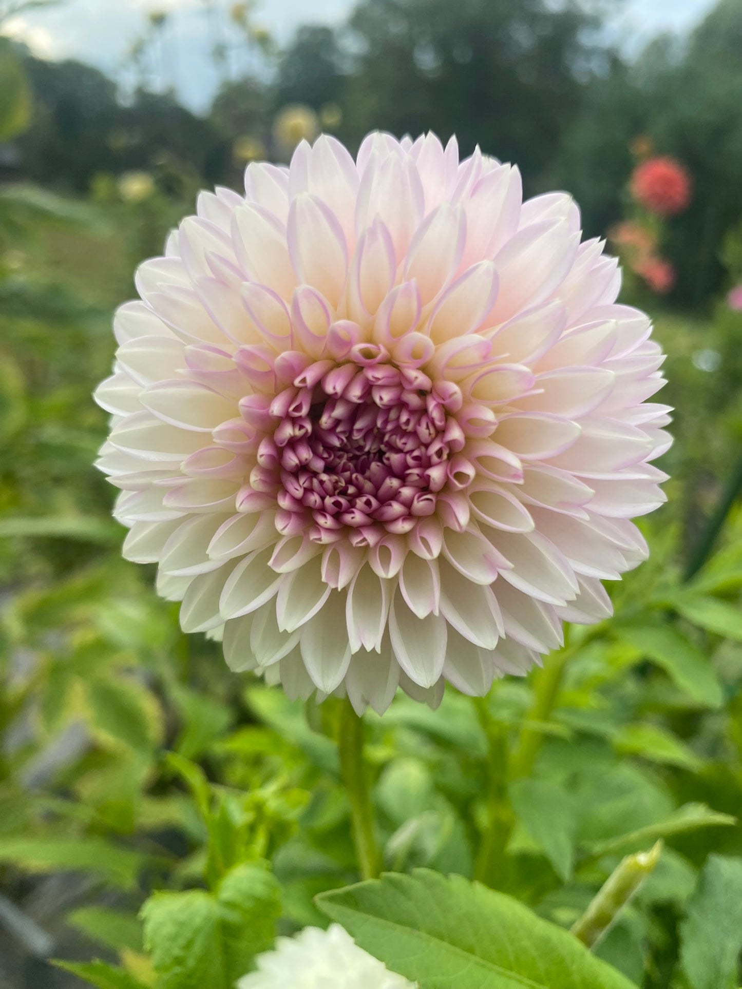 Sefton Silvertop, Formal Decorative, 4-6 in Blooms, Light blend