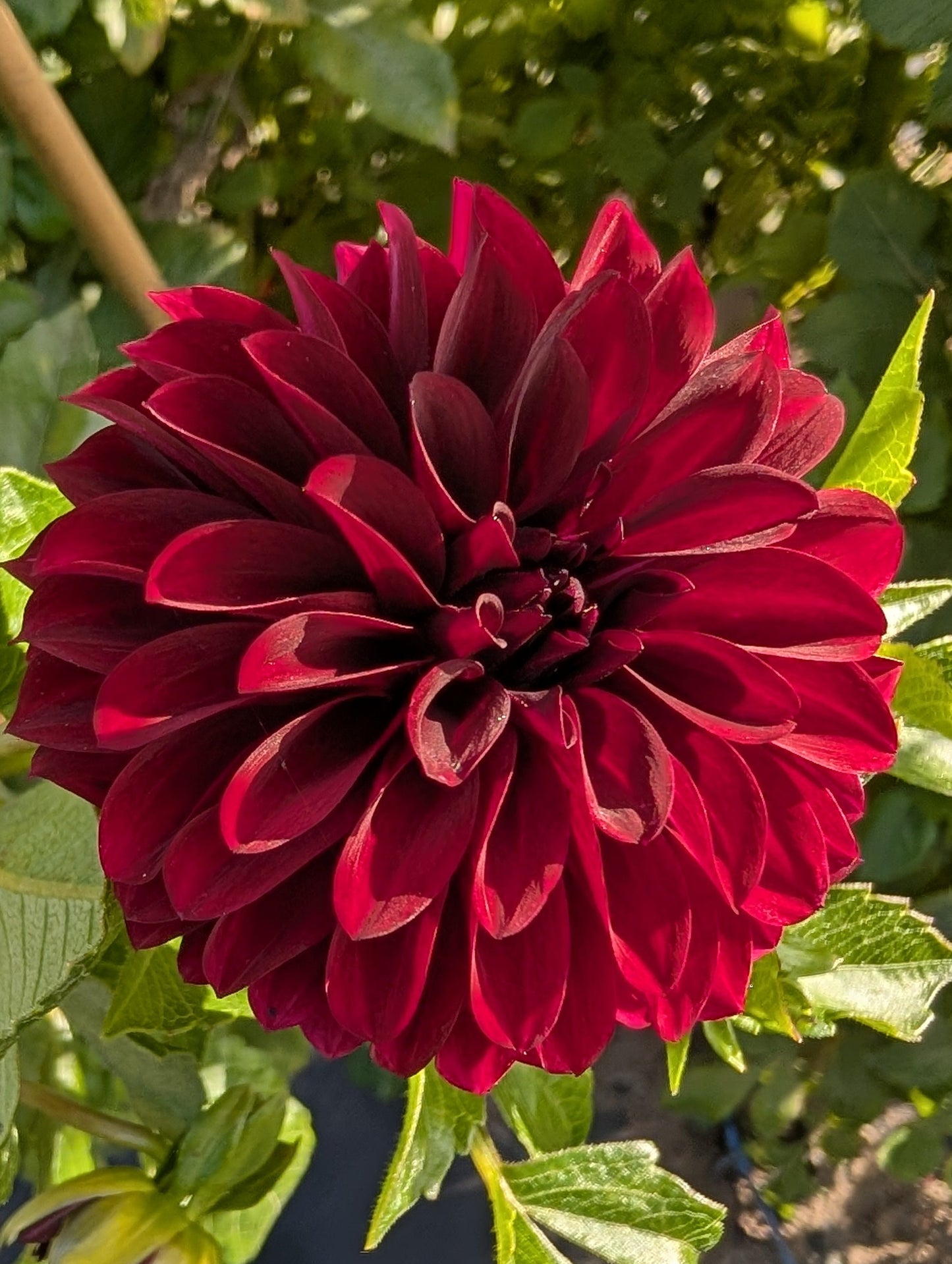 Red flower with green leaves in a natural setting