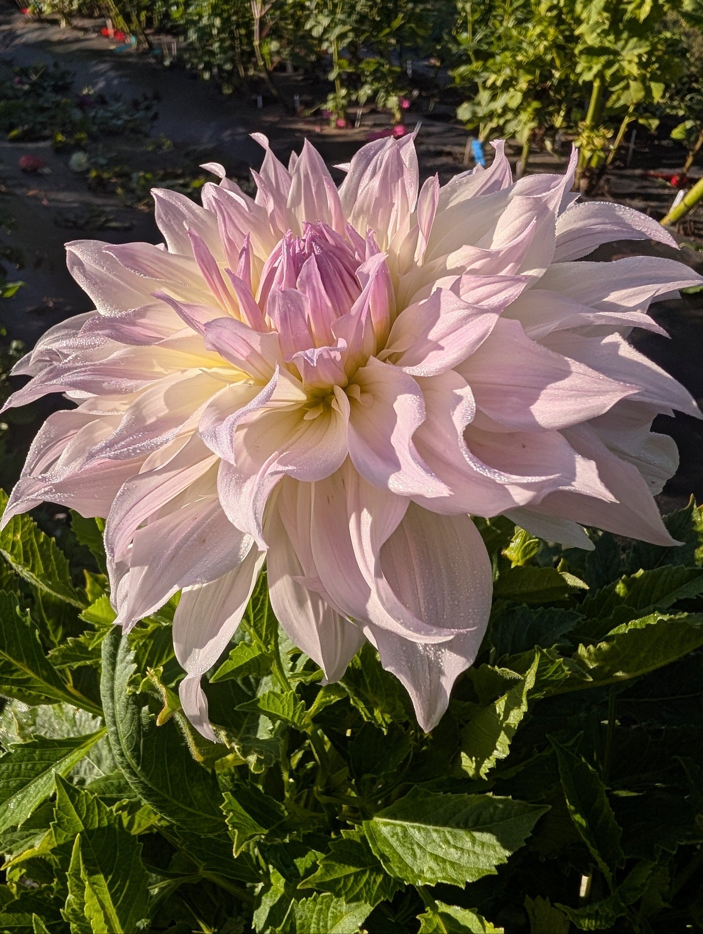 Shiloh Noelle Dahlia Tuber Informal Decorative Lavender-Pink 8–10" Blooms