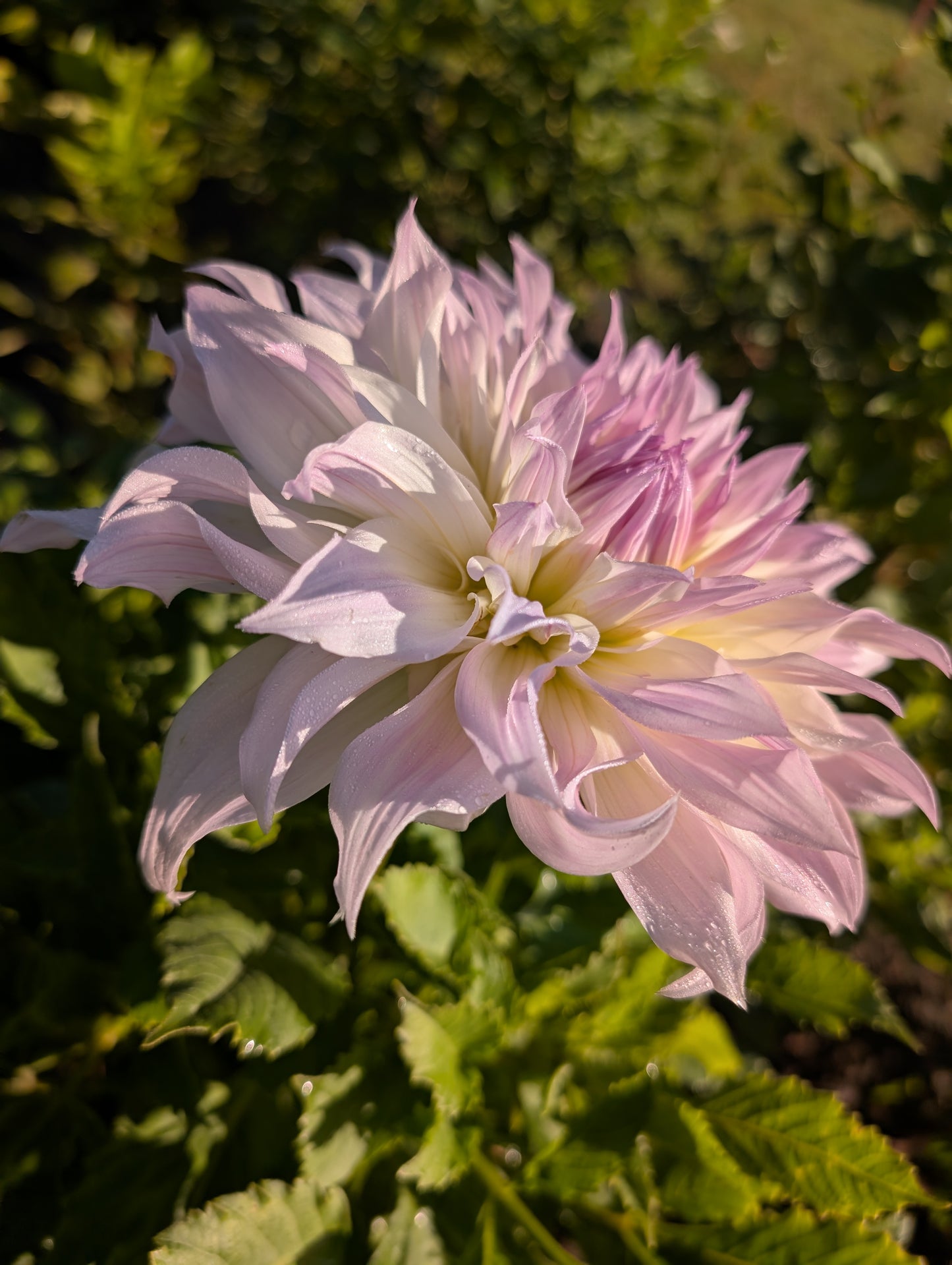 Shiloh Noelle Dahlia Tuber Informal Decorative Lavender-Pink 8–10" Blooms