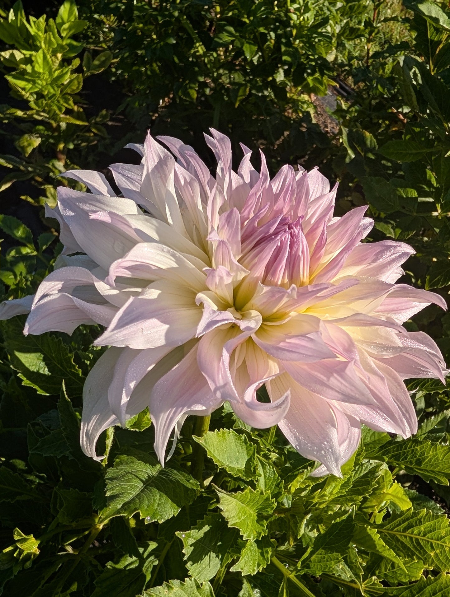 Shiloh Noelle Dahlia Tuber Informal Decorative Lavender-Pink 8–10" Blooms