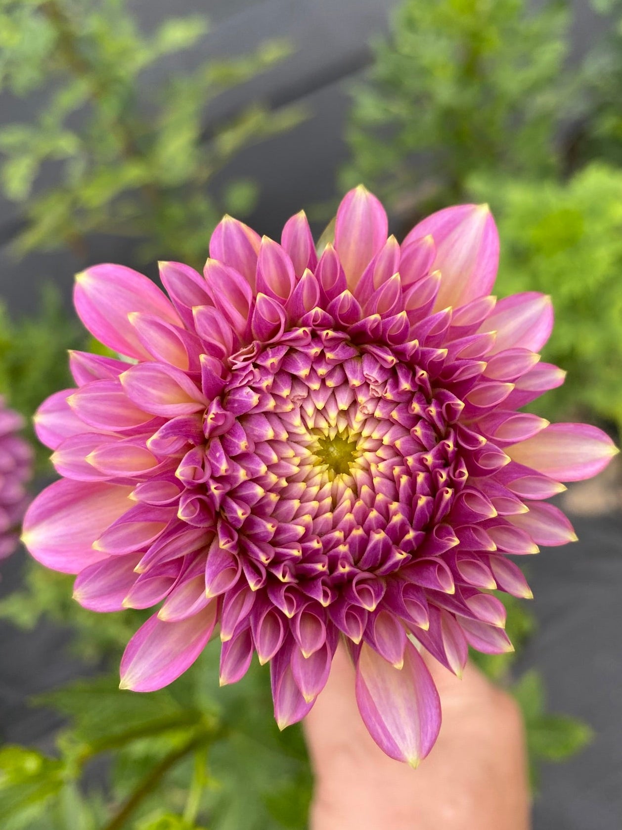 Skipley Spot of Gold, Formal Decorative, Dark Pink, 3–4" Blooms