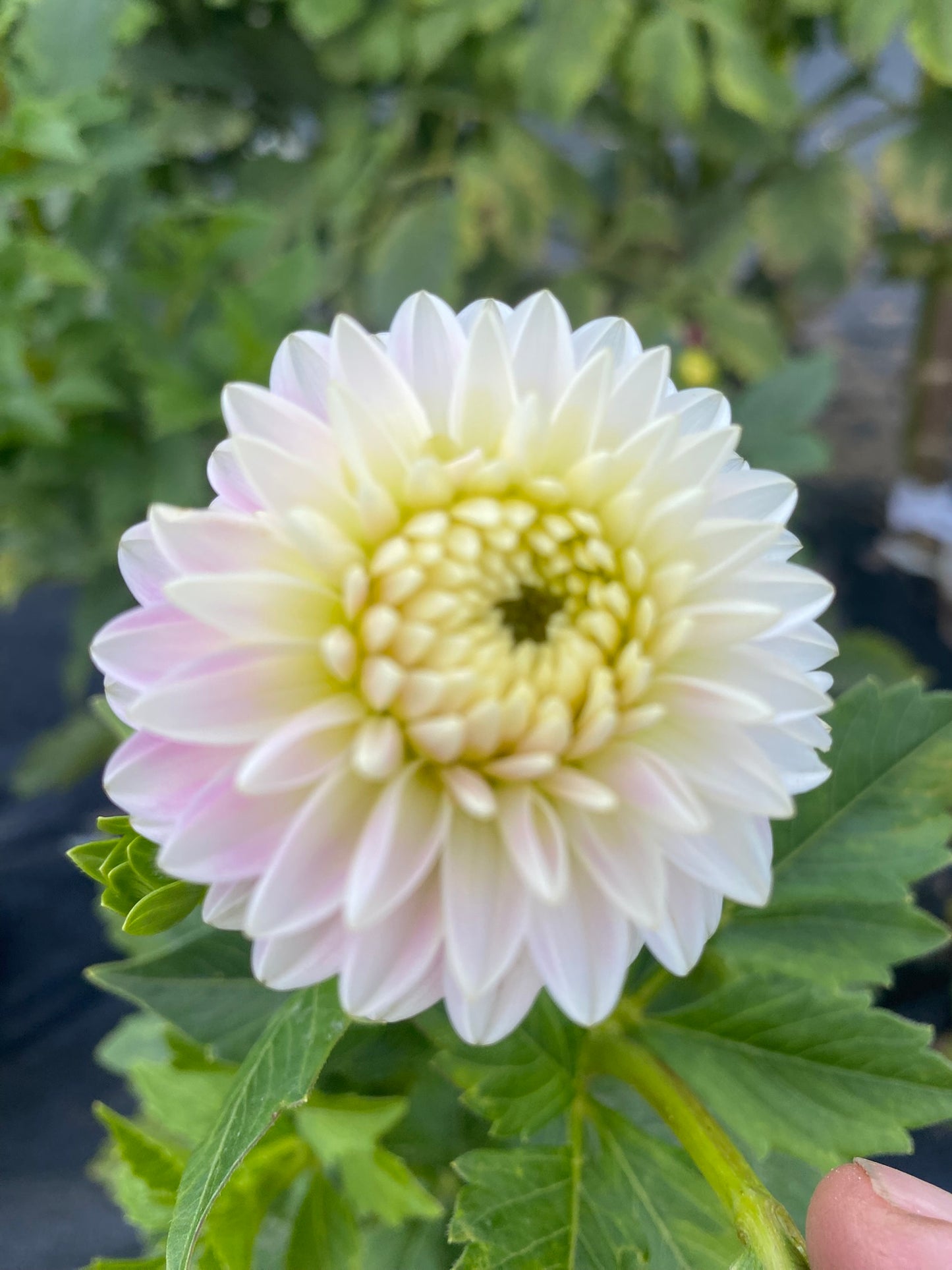 Tahoma Little One Dahlia Tuber – Miniature Formal Decorative  Soft Lavender, 2–3" Blooms