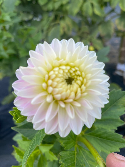 Tahoma Little One Dahlia Tuber – Miniature Formal Decorative  Soft Lavender, 2–3" Blooms