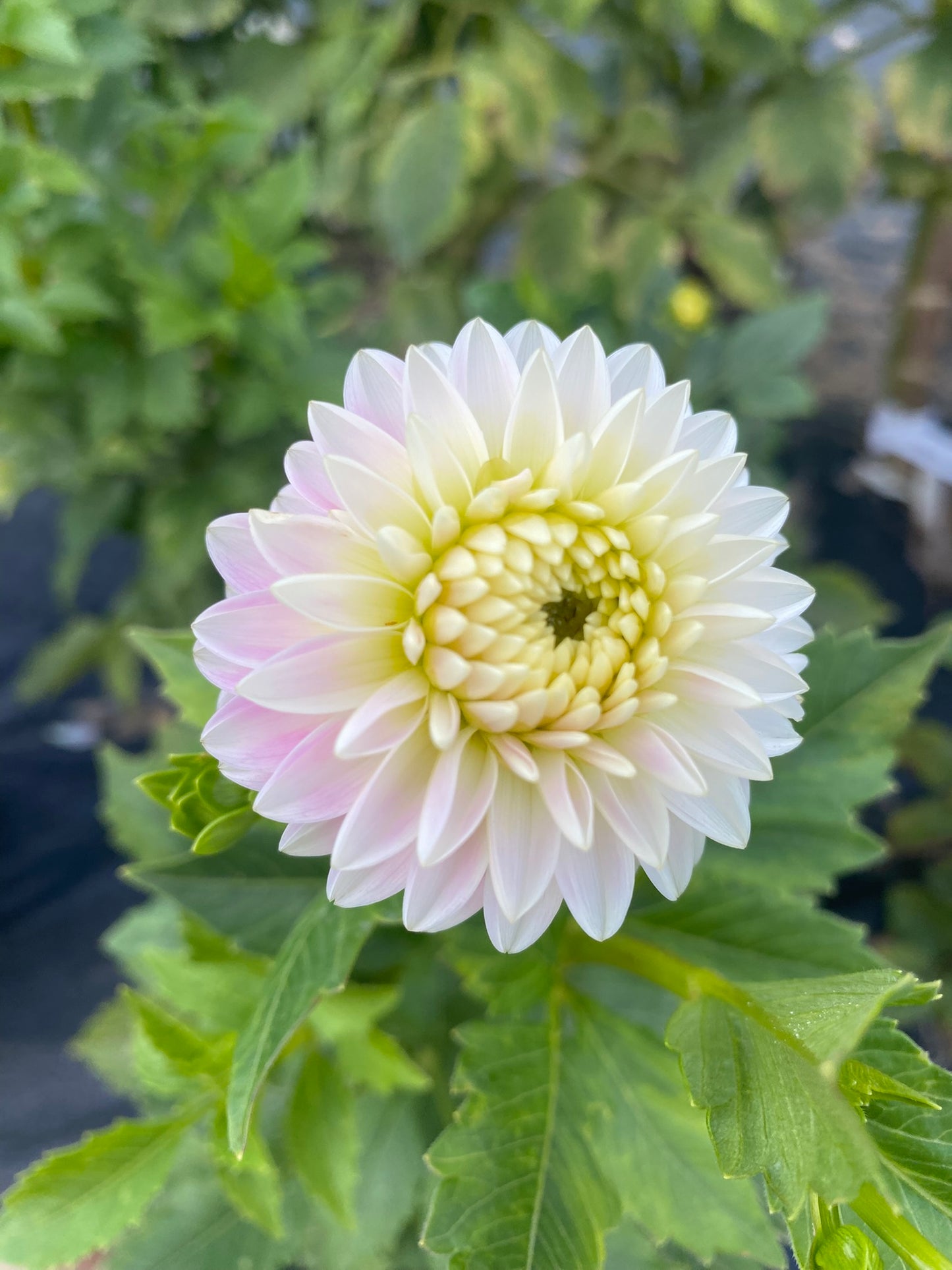 Tahoma Little One Dahlia Tuber – Miniature Formal Decorative  Soft Lavender, 2–3" Blooms