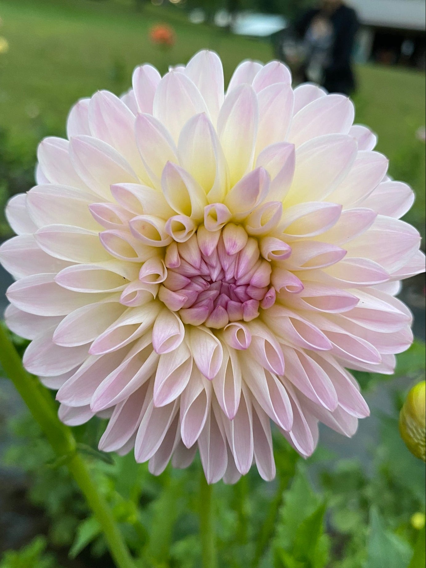 Close-up of a light pink dahlia flower with a blurred background
