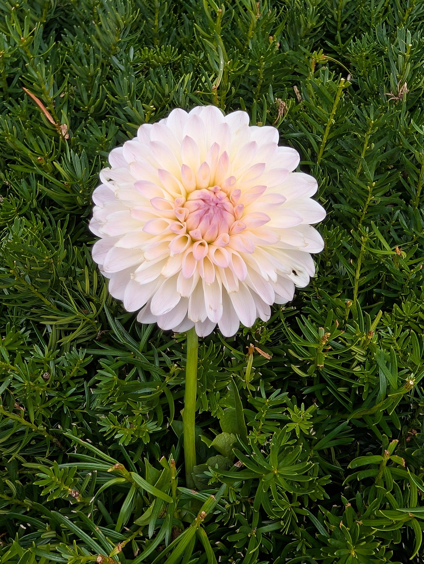 Tahoma Stellar Feller Dahlia Tuber Stellar White to Pink 2–3" Blooms