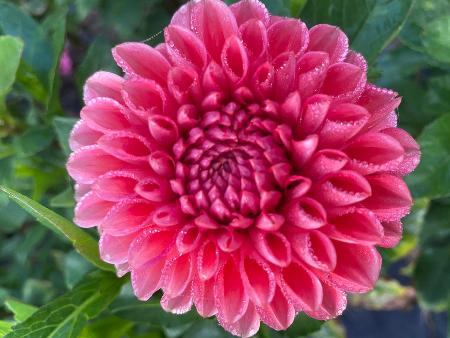 Close-up of a pink flower with green leaves in the background