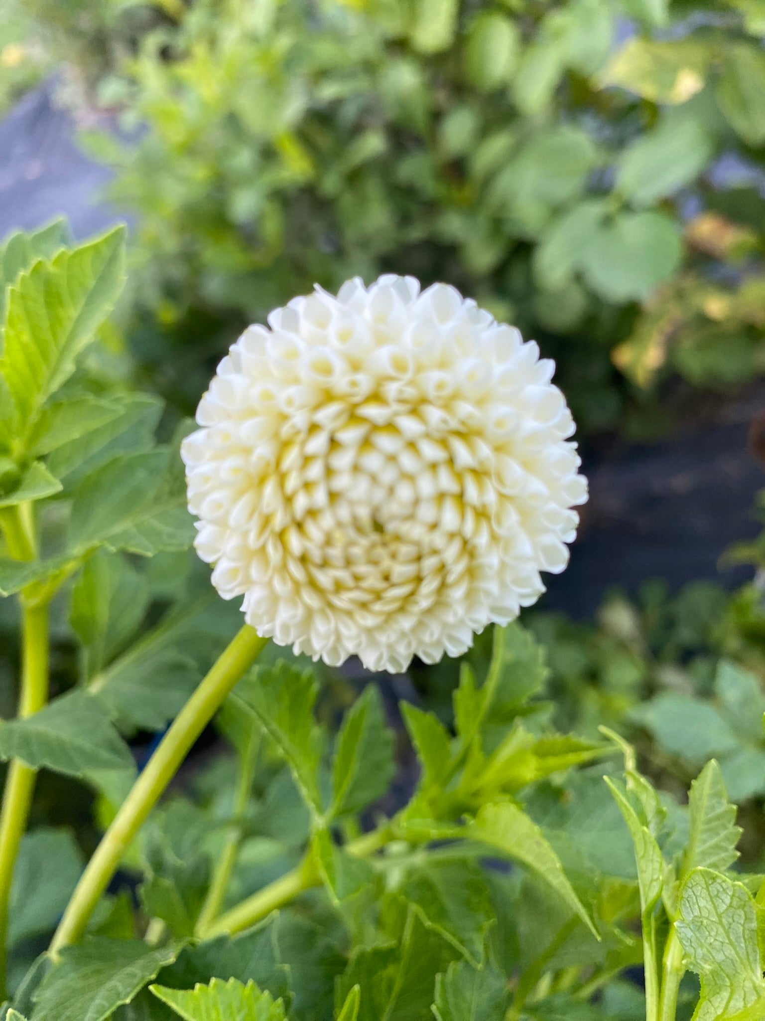 White flower with green leaves in the background
