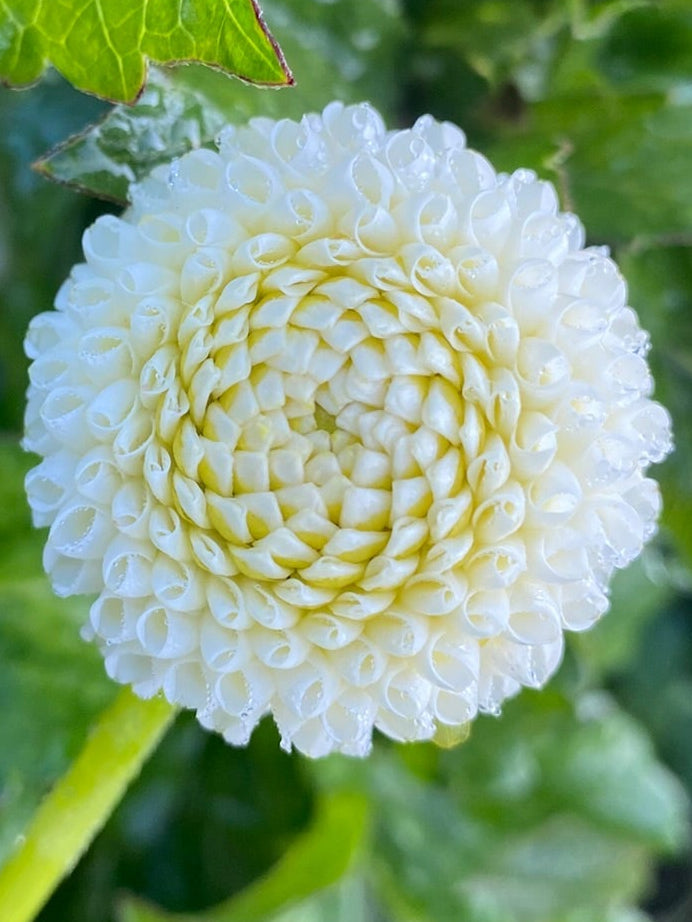 Tiny Treasure Dahlia Tuber Pompon White 1.5" Blooms