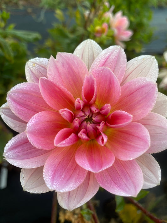 Twiggy Dahlia Tuber Waterlily Pink 4" Blooms