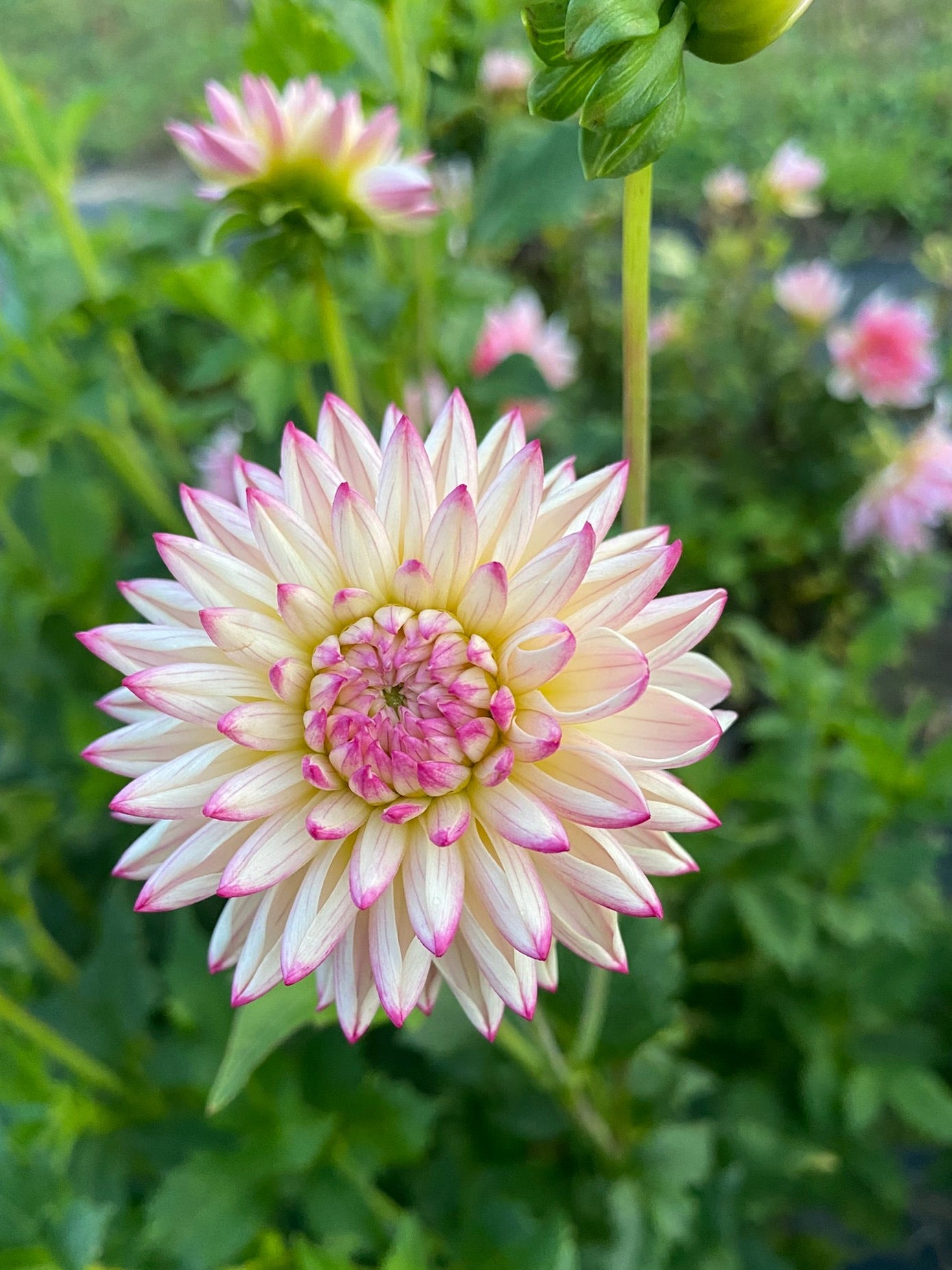 Close-up of a white and pink flower with green leaves in the background