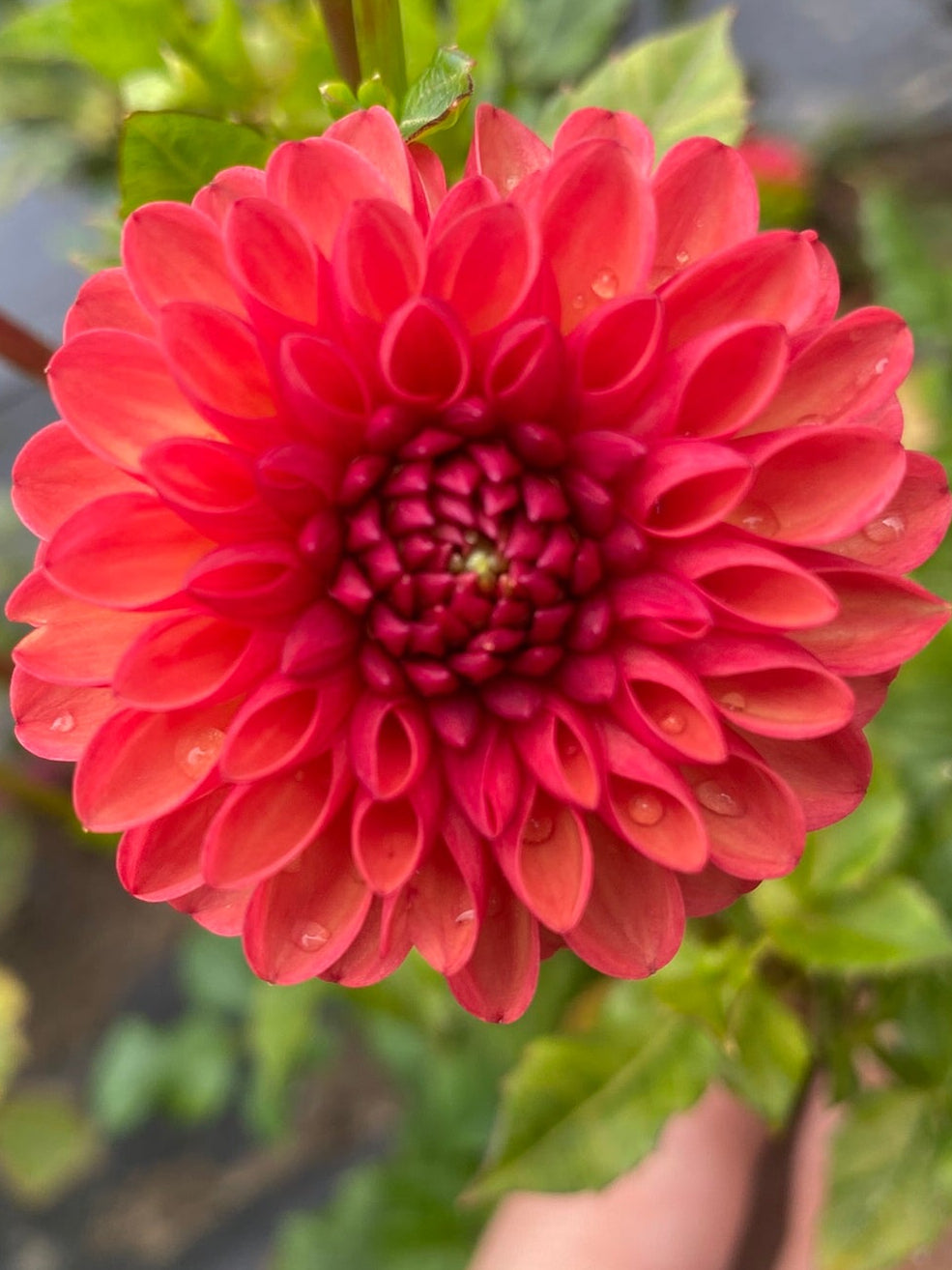 Close-up of a bright red flower with green leaves in the background