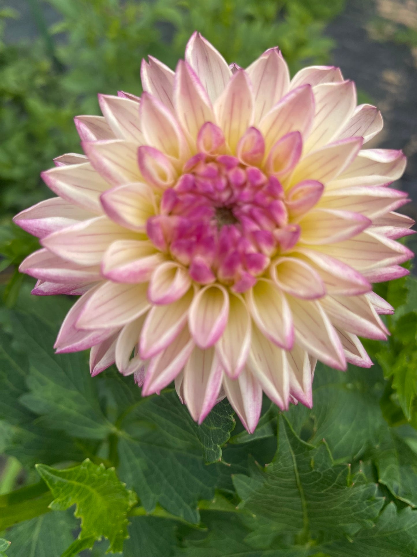 Valley Porcupine Dahlia Tuber Novelty Pink 3-4" Blooms