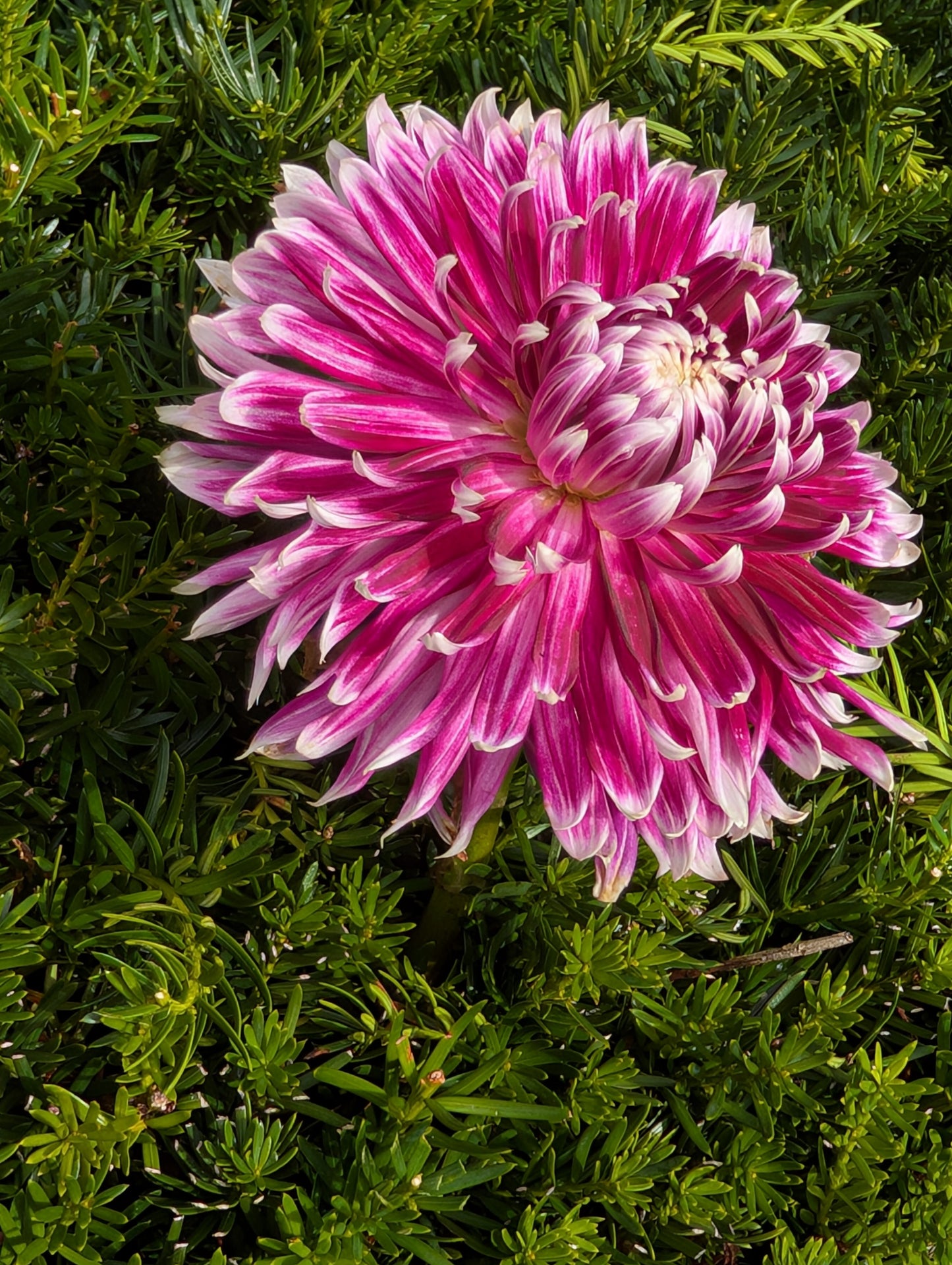 Vancouver Dahlia Tuber Novelty Purple and White 6–8" Blooms