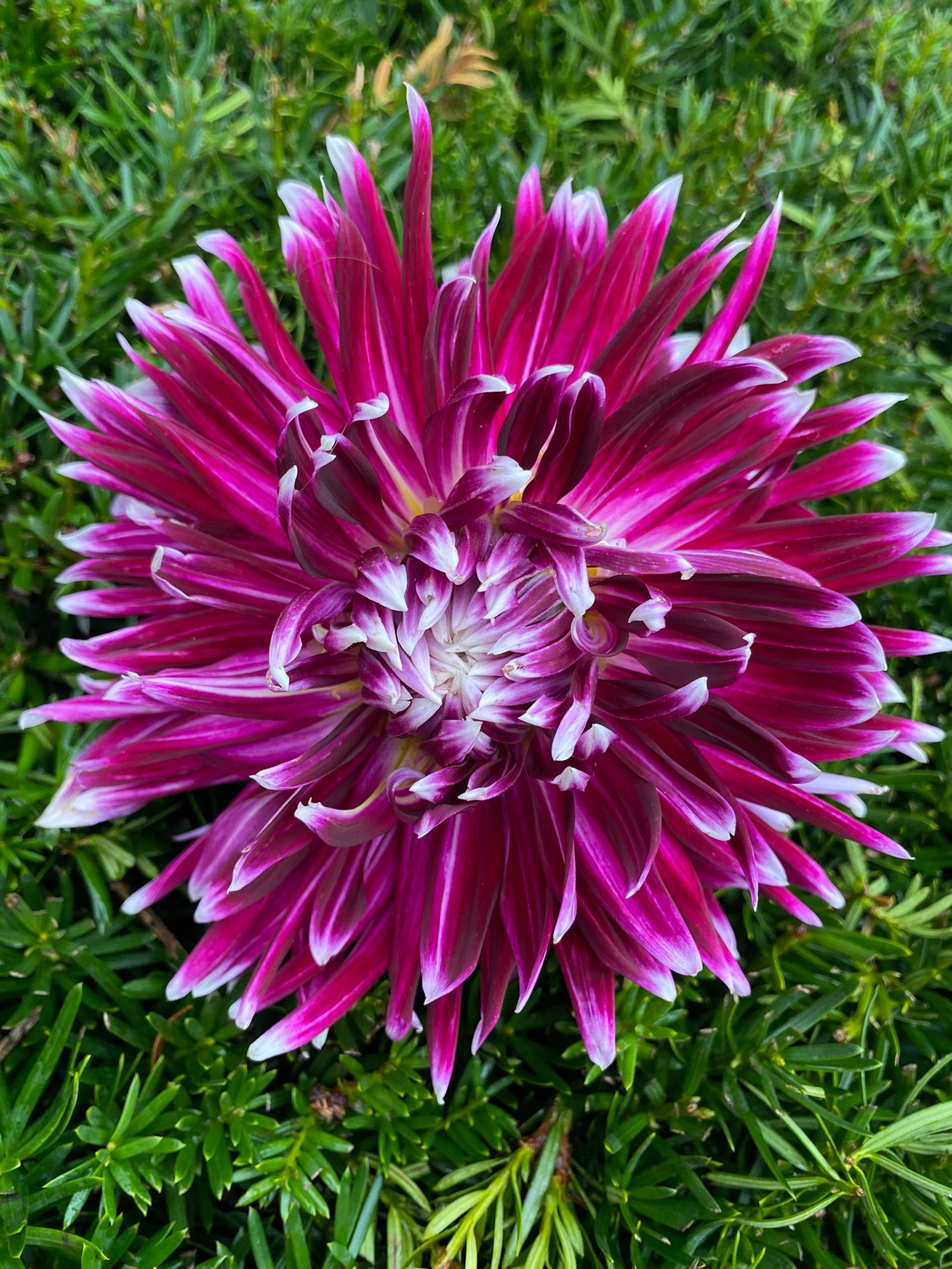 Close-up of a vibrant pink and white flower with green foliage in the background