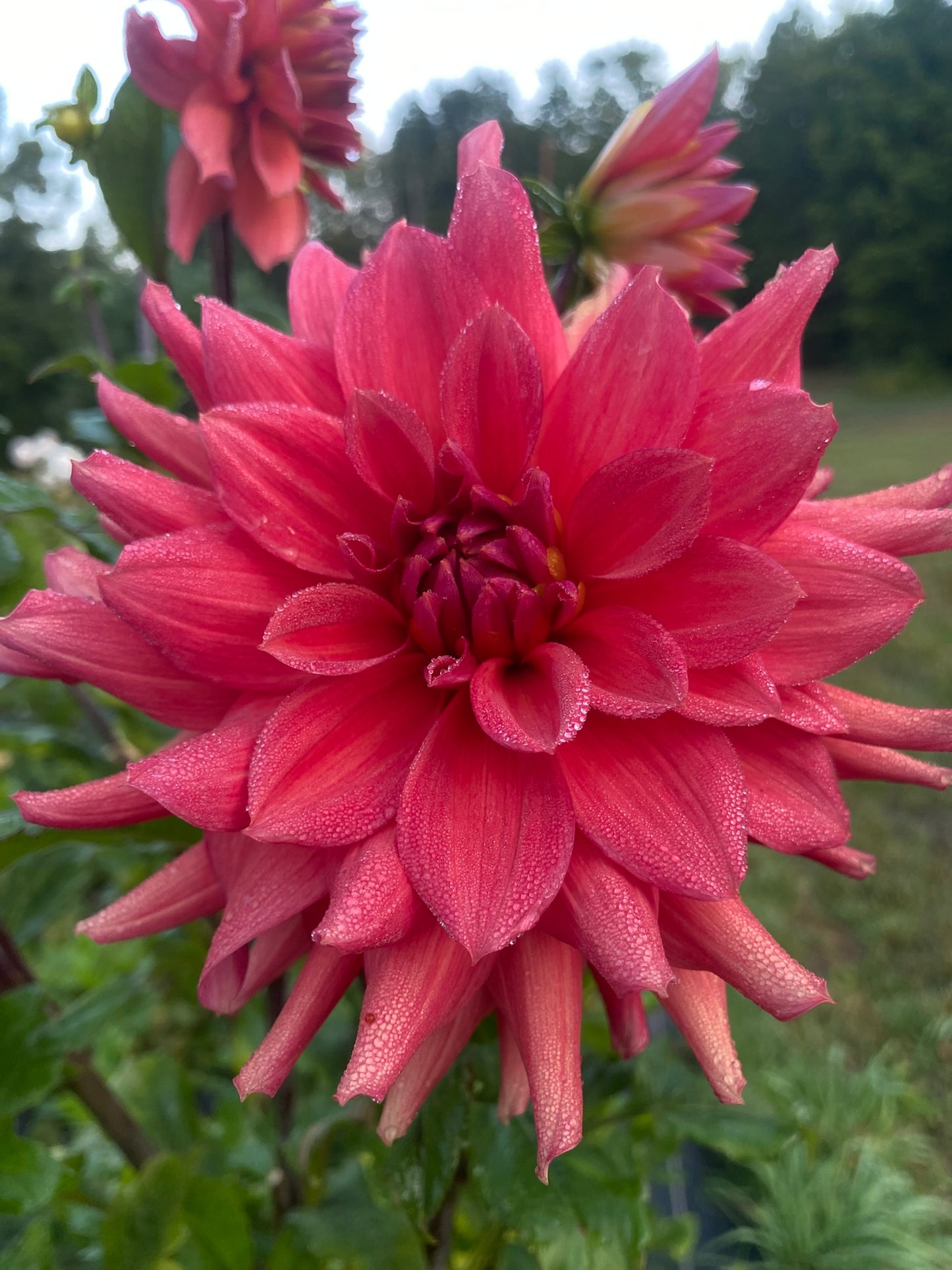 WB's Tiffany Dahlia Tuber Informal Decorative Coral Red 5–6" Blooms