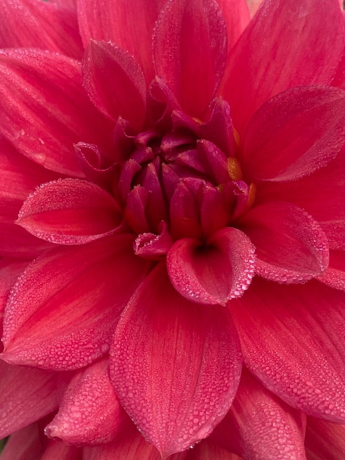 Close-up of a pink flower with green foliage in the background