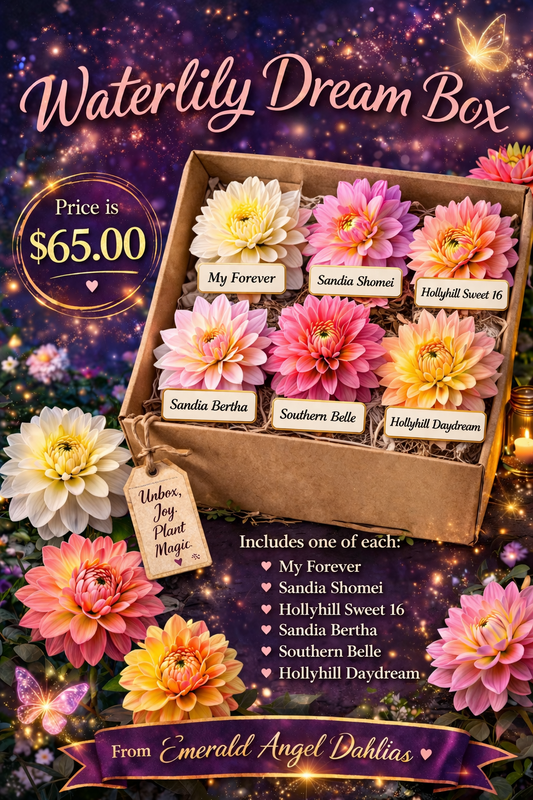Waterlily Dream Box Dahlia Tuber Collection – 6 Waterlily Varieties