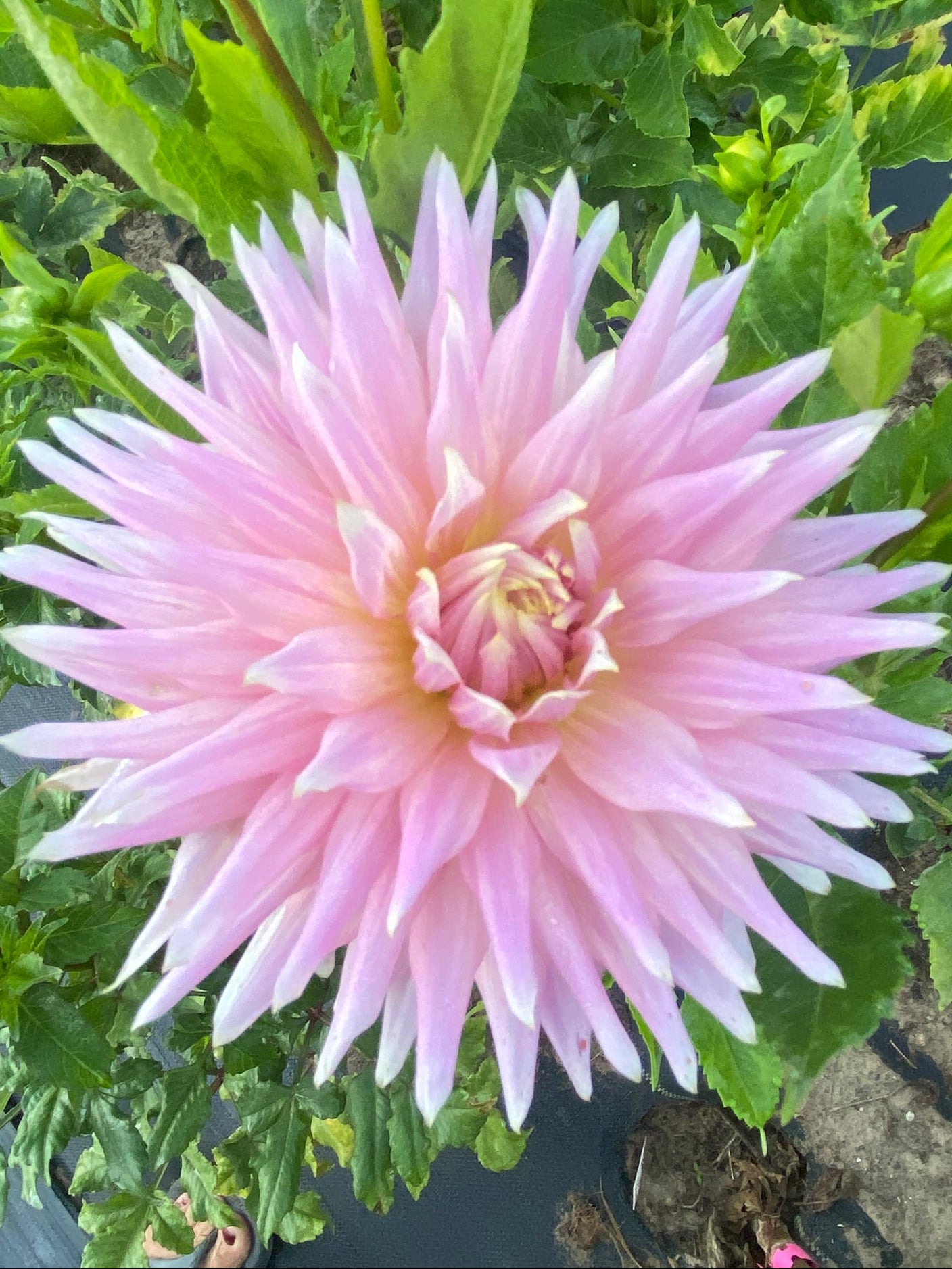 Pink flower with green leaves in the background