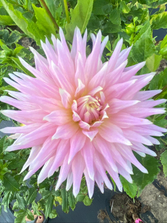 Pink flower with green leaves in the background