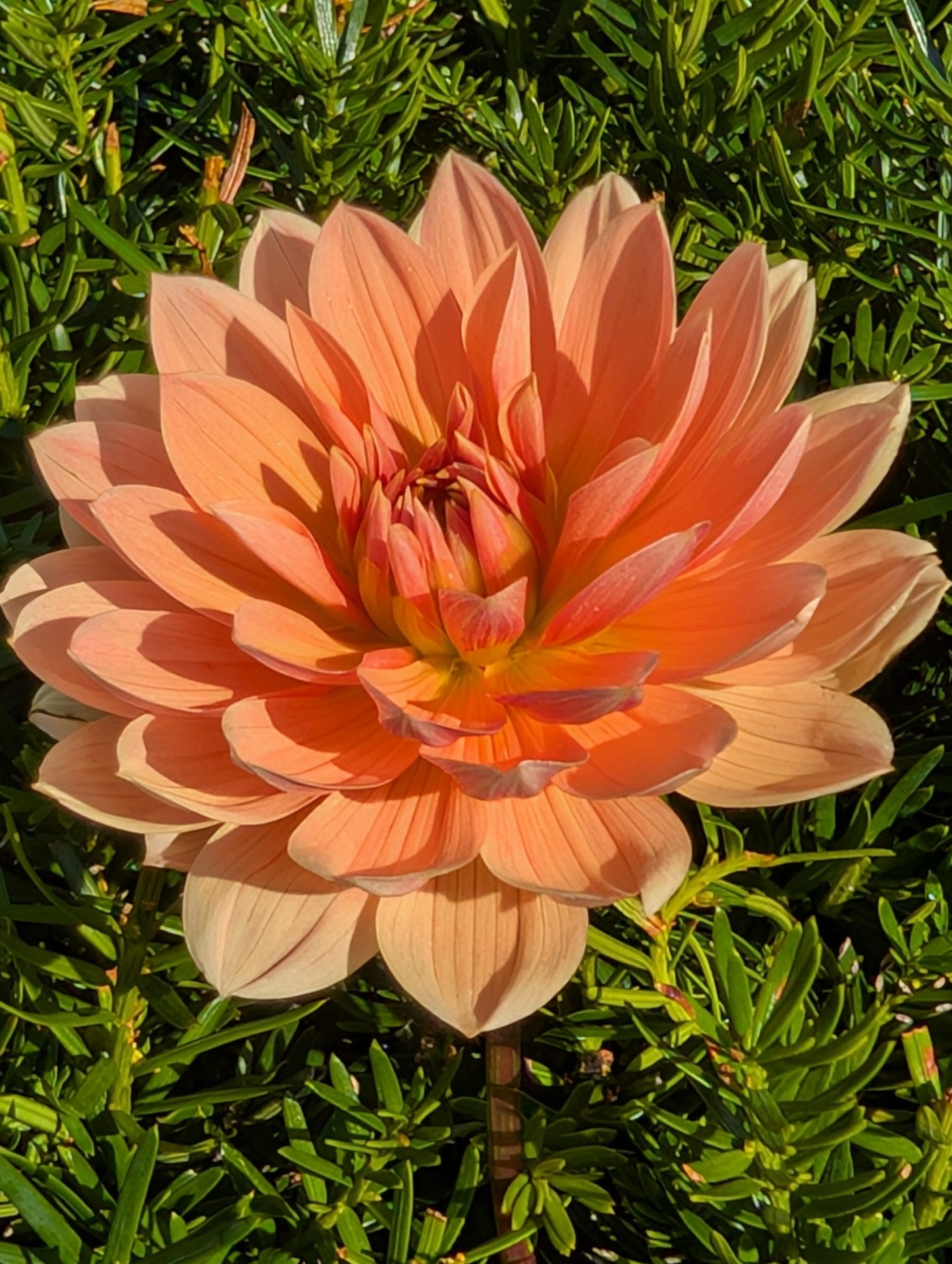 Peach-colored flower in a green garden setting