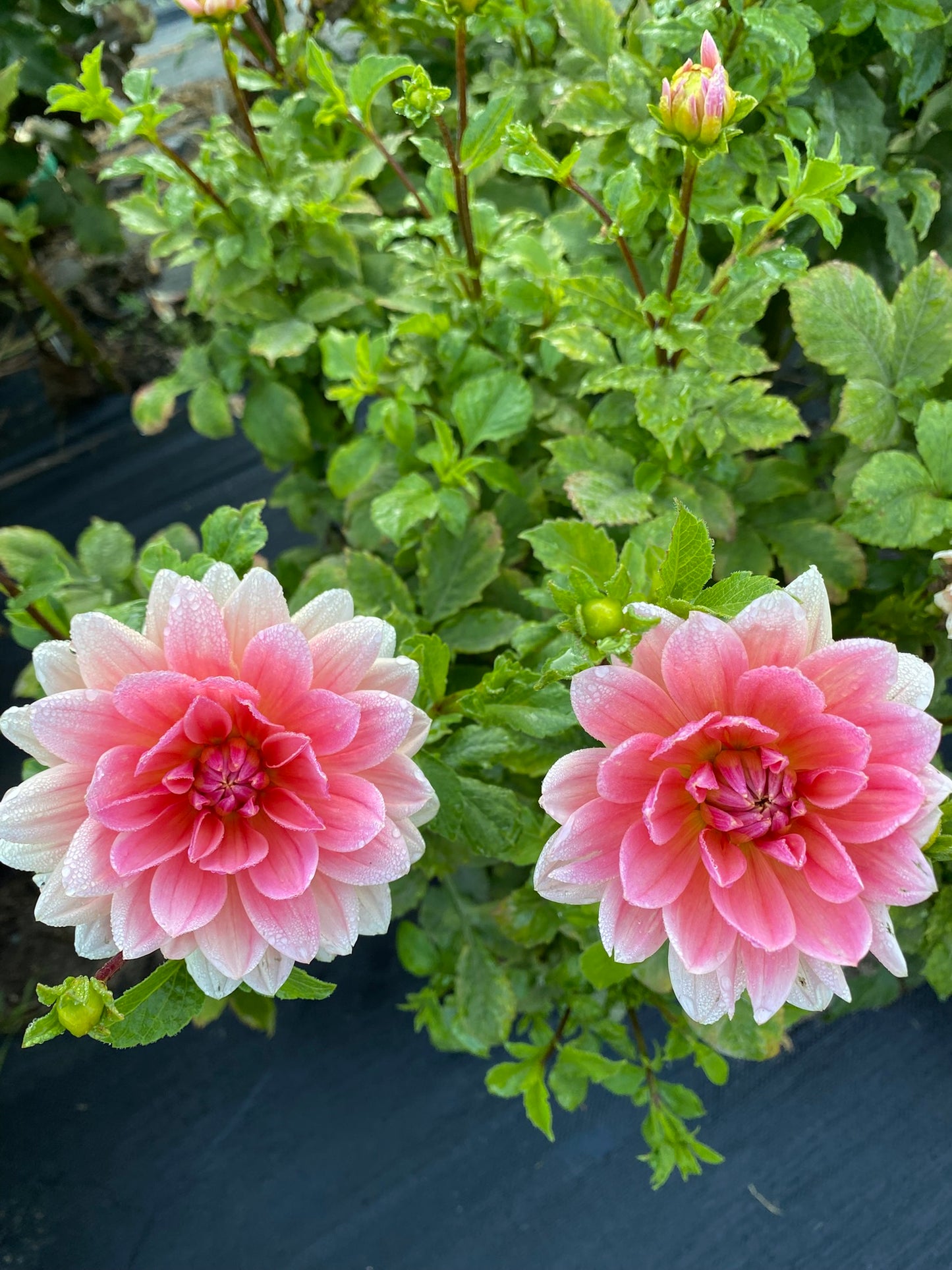 Two pink flowers with green leaves on a dark background