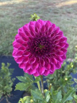 20th Rayna Dahlia Tuber Formal Decorative Dark Purple 5–6" Blooms