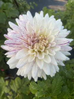 Hy Trio Dahlia Tuber – Semi Cactus Variegated White and Purple 6" Blooms