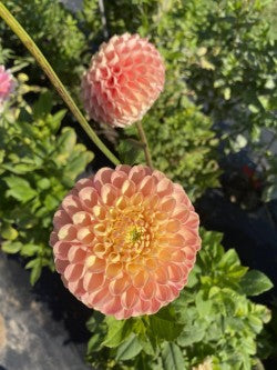 Clearview Peachy Dahlia Tuber – Ball Pink 5" Blooms