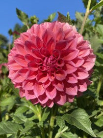 RM Pink Sugar Dahlia Tuber Miniature Formal Decorative Pink 4" Blooms