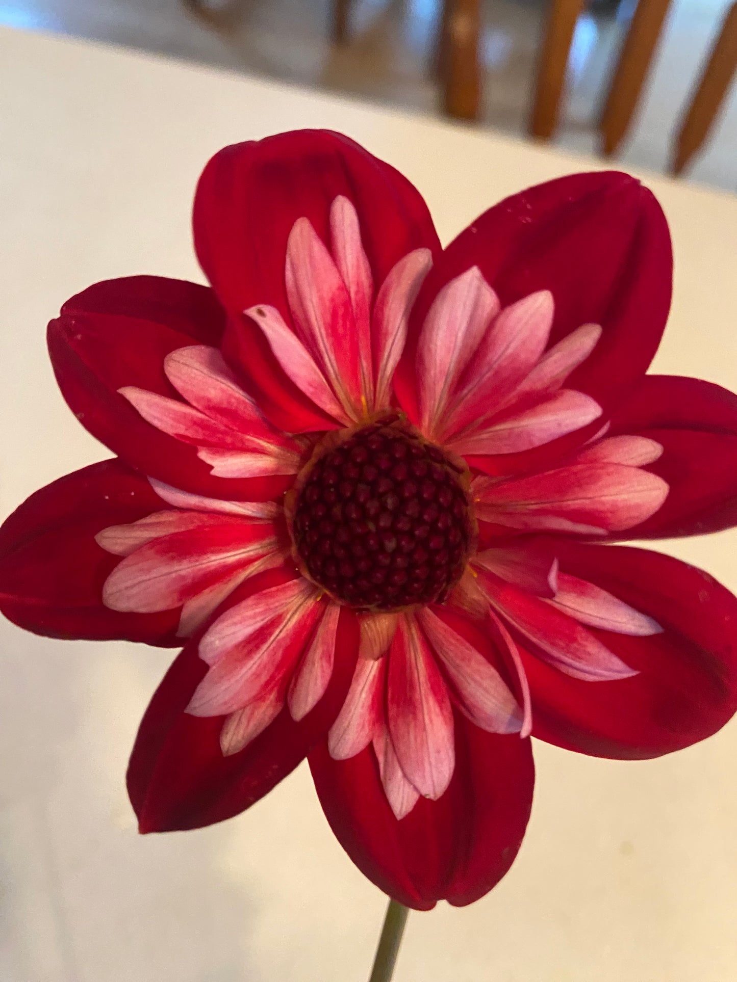 Angel Rowyn Dahlia Tuber –Red Collarette, 4–6" Blooms