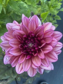 Molly Raven Dahlia Tuber – Informal Decorative, Purple, 5–6" Blooms, ~4–5 f