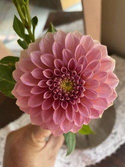 Rock Run Ashley Dahlia Tuber Formal Decorative Pink 5" Blooms