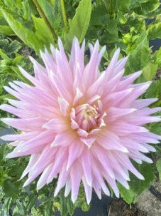 Wyn's Mauve Mist Dahlia Tuber Semi-Cactus Light Blend 6–8" Blooms