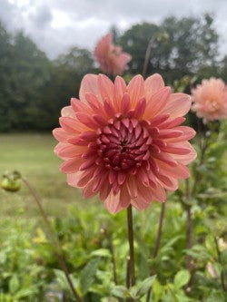 Lee’s Zesty Peach Dahlia Tuber – Formal Decorative Orange 5-6" Blooms