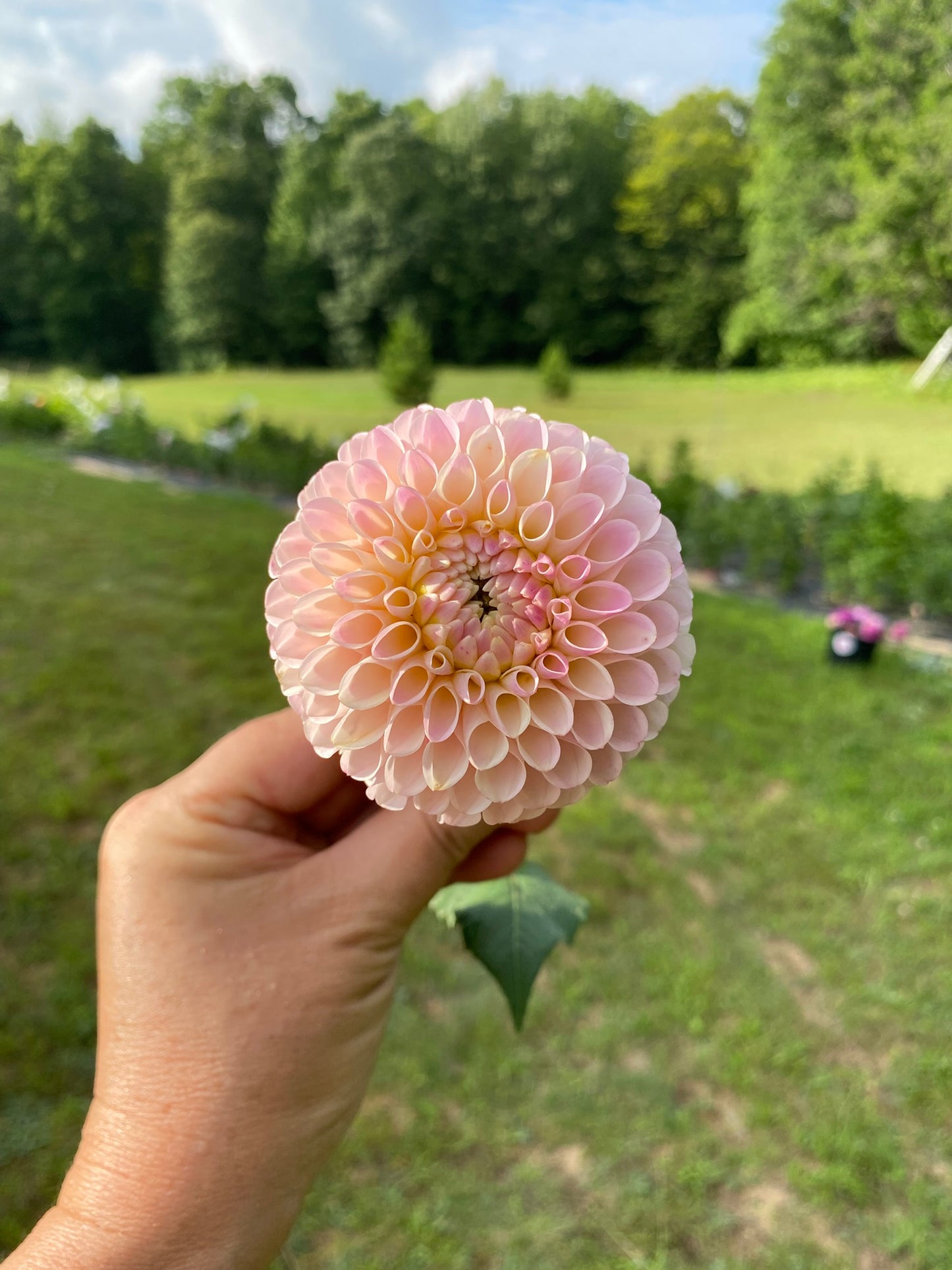 Camano Zoe Dahlia Tuber – Pink Mini Ball 3" Blooms