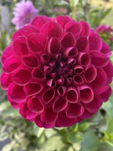 Chimacum Troy Dahlia Tuber – Ball Purple 4-5" Blooms