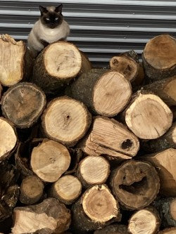 Mak’s Betty Lynn Dahlia Tuber – Waterlily Peachy Pink 4–5" Blooms