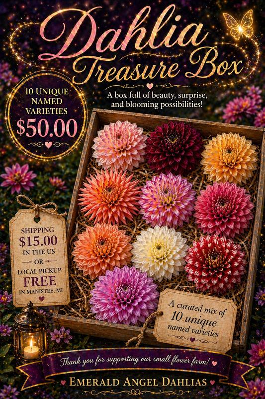 Dahlia Treasure Box 10 Named Varieties