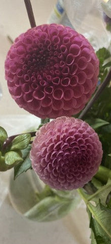 Close-up of a purple flower with green leaves in a blurred background