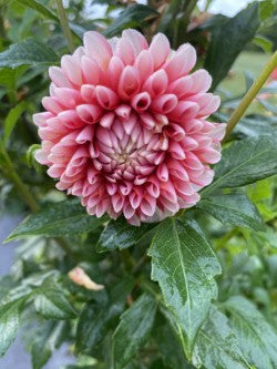 Dahlia Tuber Bundle #3– Soft Romance Collection