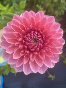 Askwith Minnie Dahlia Tuber – Dark Pink Formal Decorative 5-6" Blooms