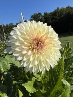 Champagne Dahlia Tuber – Stellar Pink 4–5" Blooms
