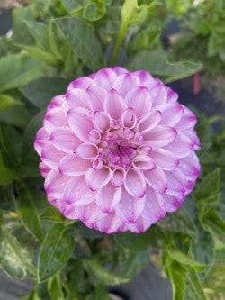 Genova Dahlia Tuber – Miniature Ball Lavender 3" Blooms