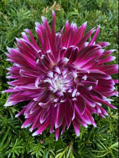 Eagle’s Sugar Plum Dahlia Tuber Medium Laciniated Bi-Color 6–8" Blooms