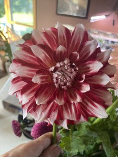 Myrtle’s Brandy Dahlia Tuber Formal Decorative Dark Blend 8–10" Blooms