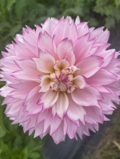Close-up of a pink flower with a blurred green background