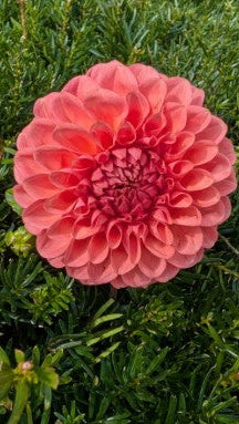 Parkland Tribute Dahlia Tuber – Formal Decorative, Dark Pink, 5–6" Blooms